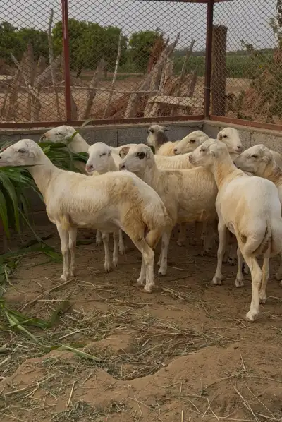 مزرعة المعدي