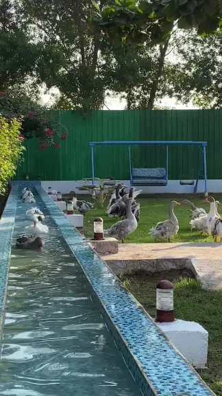 صورة ٣، مزرعة المعدي