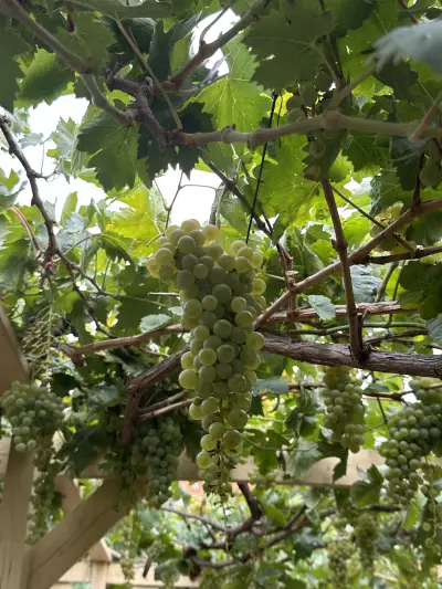 صورة ٥، مزرعة بساتين اللوز