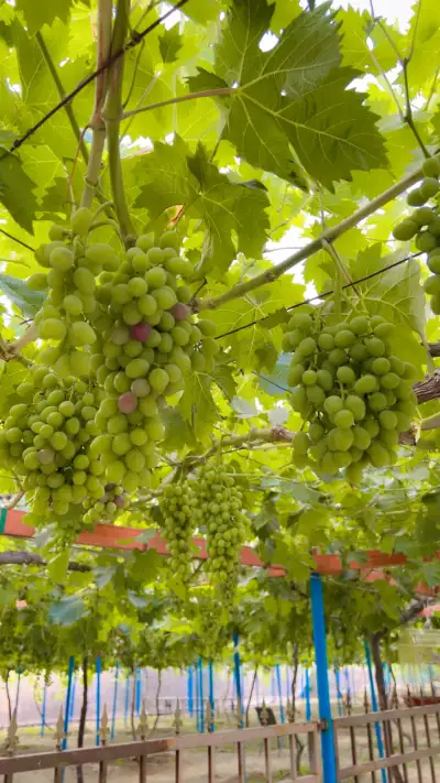 صورة ٣، مزرعة البروقي