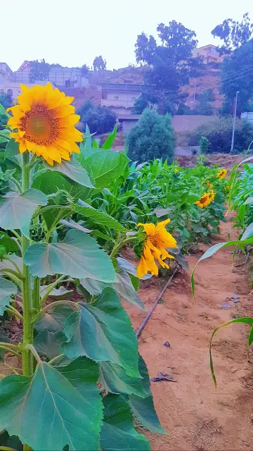صورة ٤، مزرعة البروقي