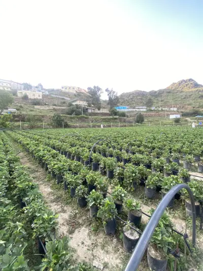 صورة ٢، مزرعة البروقي