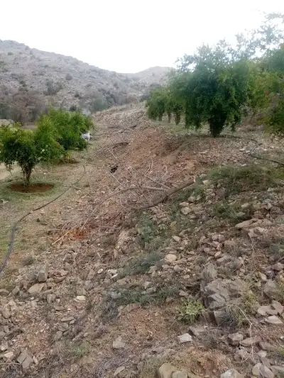 صورة ٣، مزرعة ميامين