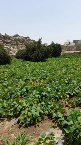 مزرعة الهياس