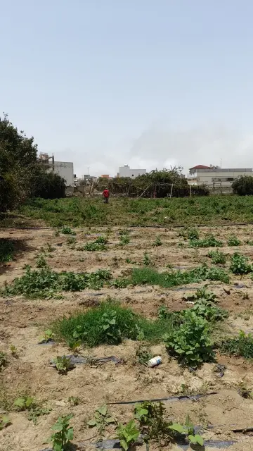 صورة ٣، مزرعة الهياس