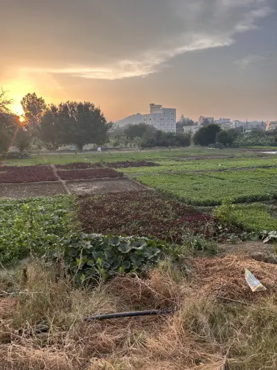 صورة ٢، مزرعة الهياس
