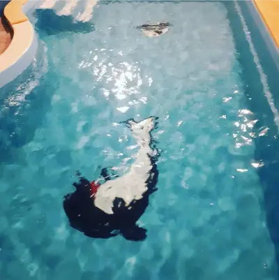 استراحة غاميه