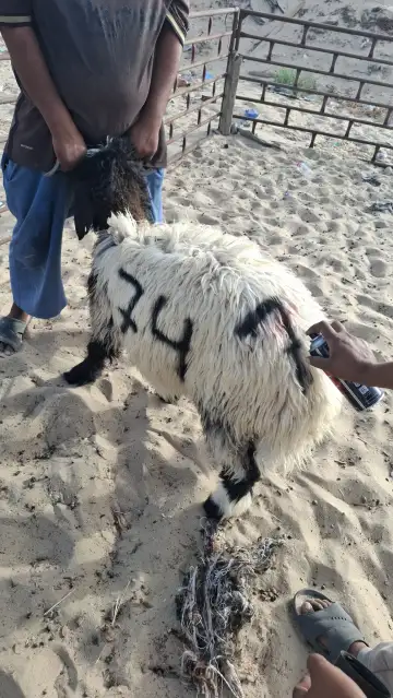 صورة ٤، مخيم الفرسان