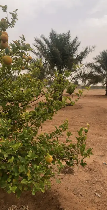 صورة ٣، مزرعة القهيدان
