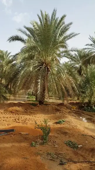 صورة ٣، مزرعة الجاسر