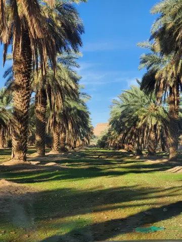 صورة ٢، مزرعة الجاسر