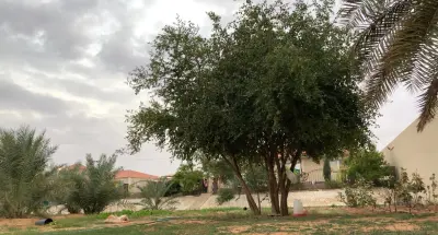 صورة ٤، العرفجية