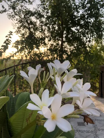 صورة ٦، العرفجية