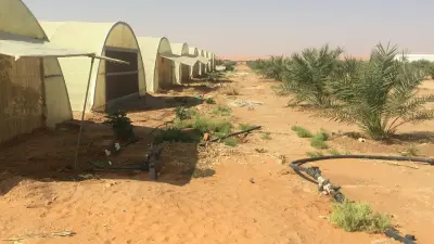 مشروع الرفيعة للإنتاج الزراعي