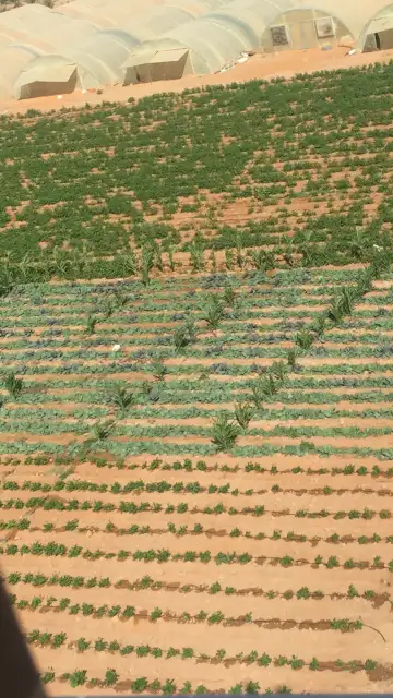 صورة ٥، مشروع الرفيعة للإنتاج الزراعي