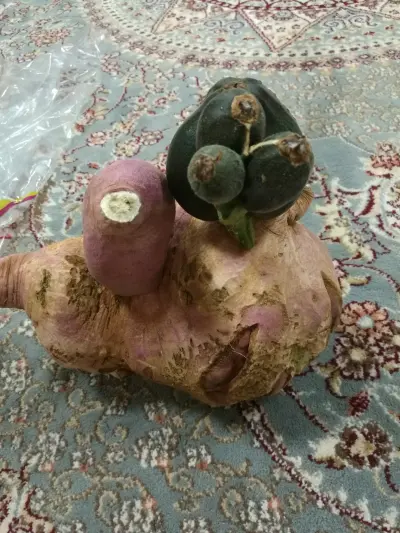 صورة ٥، مزرعه البدر