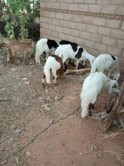 مزرعة الدهيمان