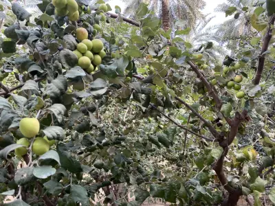 صورة ٣، مزارع هضيم