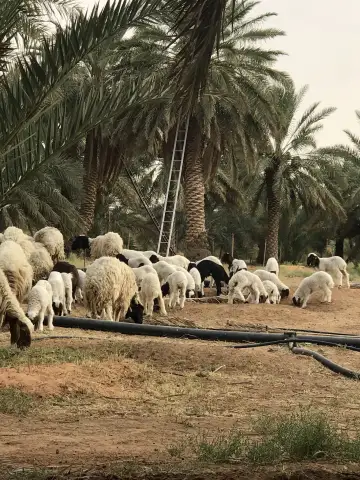 صورة ٣، مزرعة العامرة الزلفي البطين الجنوبي