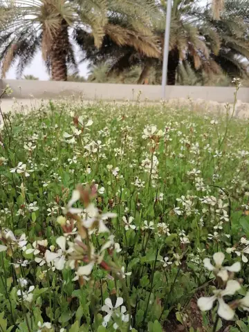 صورة ٥، مزرعة العامرة الزلفي البطين الجنوبي