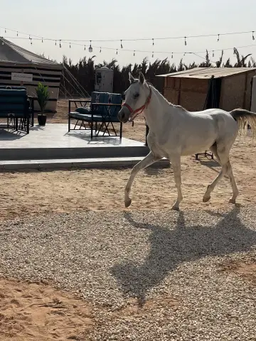 مخيم عين الظبي