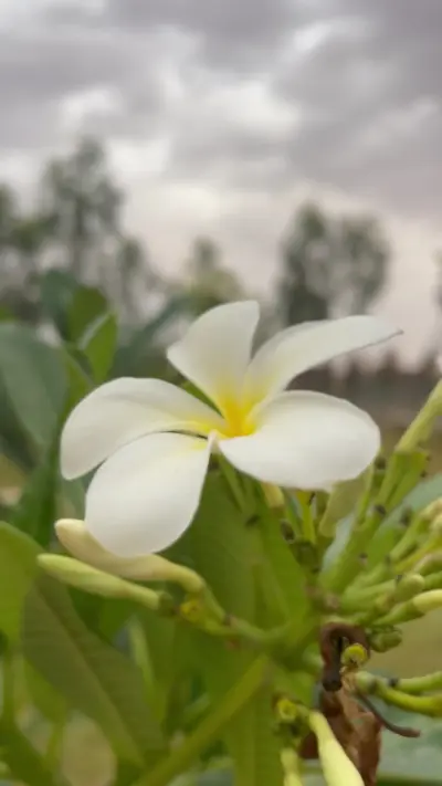 صورة ٣، مزرعة التين الريفية