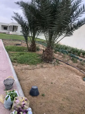 صورة ٥، مزرعة مطر هلال