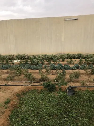 صورة ٣، مزرعة مطر هلال