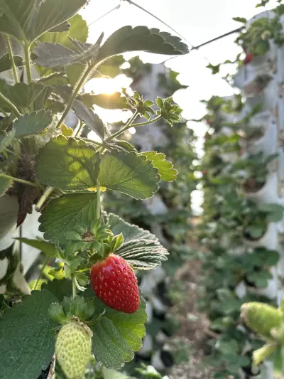 صورة ٢، Wathana Farm-مزرعة وثانه