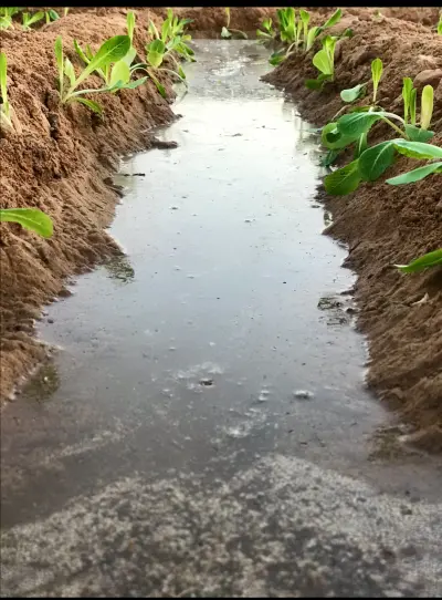 صورة ٥، مزرعة الجافل
