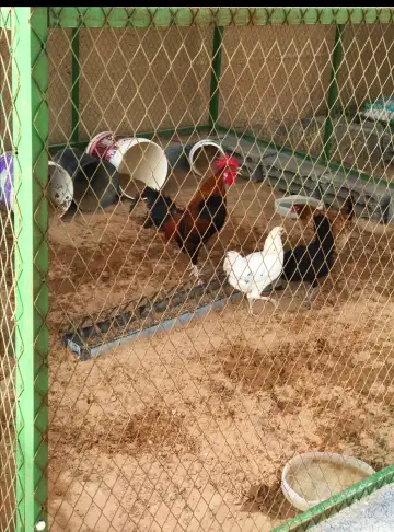 صورة ٢، مزرعة الجافل