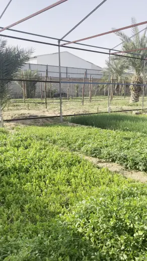 صورة ٣، مزرعة الحمراء