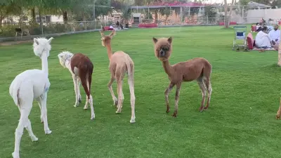 مزرعة و محمية المها الوضيحي