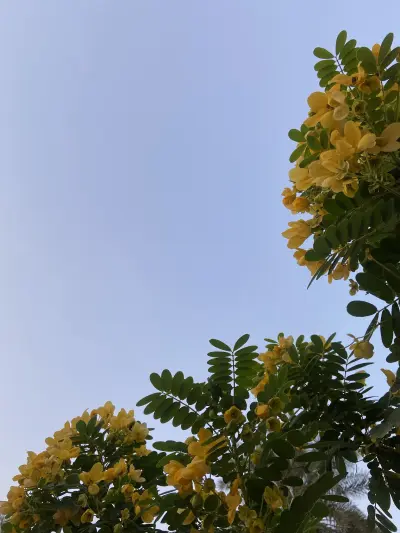صورة ٤، مزرعة سليمان وعبد العزيز القاسم العفجة