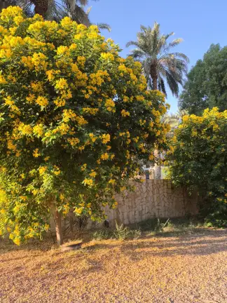 صورة ٢، مزرعة سليمان وعبد العزيز القاسم العفجة