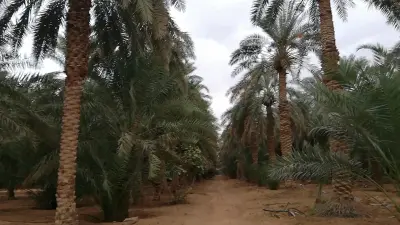 صورة ٣، مزرعة سليمان وعبد العزيز القاسم العفجة