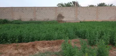 صورة ٣، مزرعة واستراحة السويلم Alsuwailem Farm