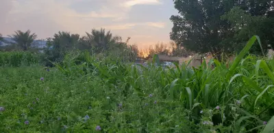 صورة ٤، مزرعة واستراحة السويلم Alsuwailem Farm