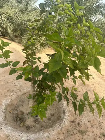صورة ٤، مزرعة الهشامية بالخبراء