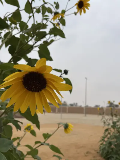 صورة ٤، مزرعة العرين لصاحبها عبدالرحمن بن عبدالله المعيذر