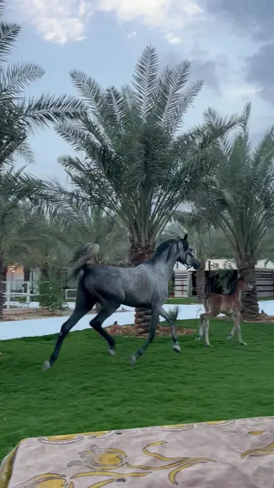 صورة ٣، واحة القدية
