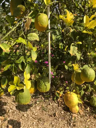 صورة ٢، مزرعة البواسل