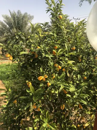 مزرعة البواسل