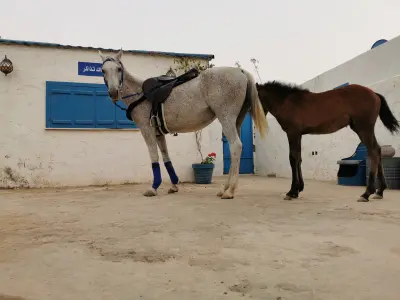 مزرعة الجريسية
