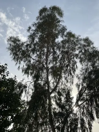 صورة ٤، مزرعة عصام بن عبدالله الشايع