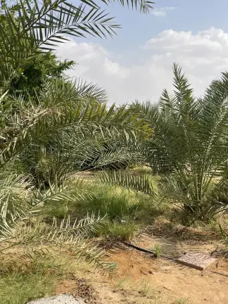 صورة ٢، مزرعة عصام بن عبدالله الشايع
