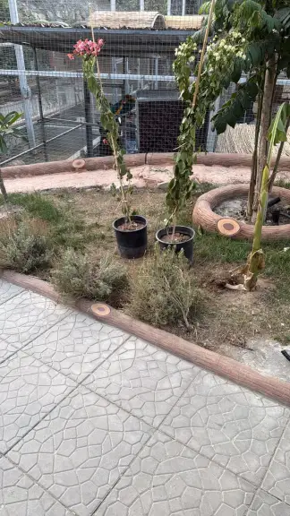 صورة ٤، بيوت عطلات شاليهات البدرية ALBADRIYAH HOLIDAY HOMES CHALETS