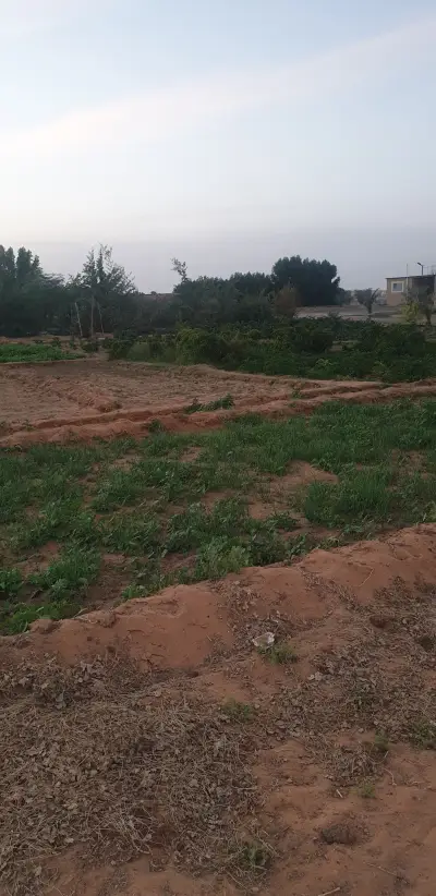 صورة ٦، مزرعة الزير