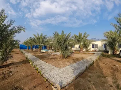 مزارع طلع النخيل الريفية