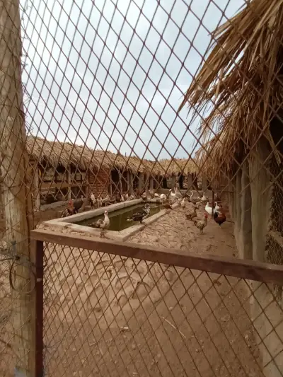صورة ٢، مزرعة الدكتور منصور الجهني